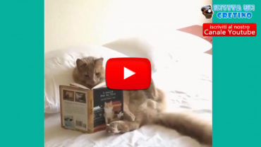 video gatto divertente che legge