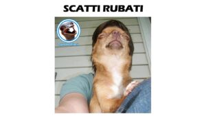 scatti rubati dal cane