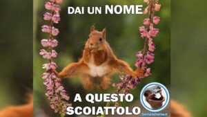 dai un nome a questo scoiattolo