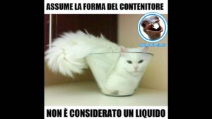 gatto bianco in contenitore