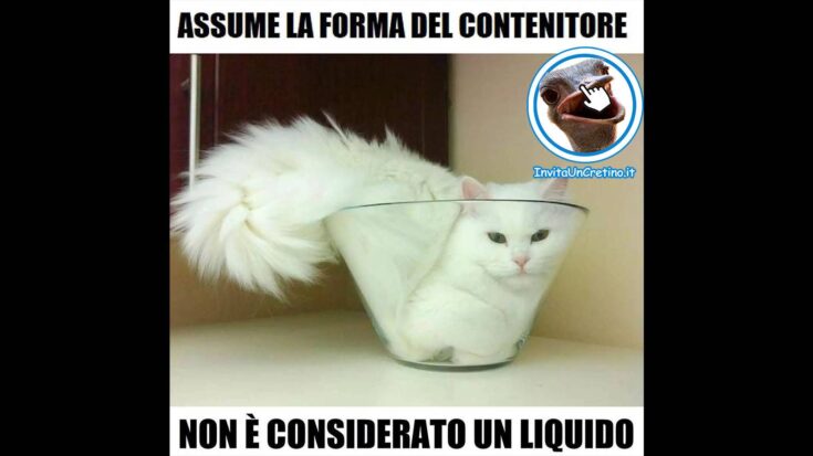 gatto bianco in un contenitore