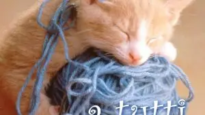 buongiorno a tutti gatto che dorme immagine da scaricare