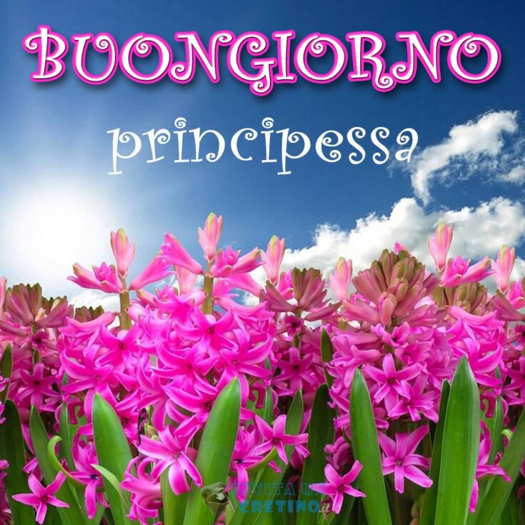 buongiorno principessa immagine da scaricare