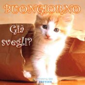buongiorno svegli gattino immagine da scaricare