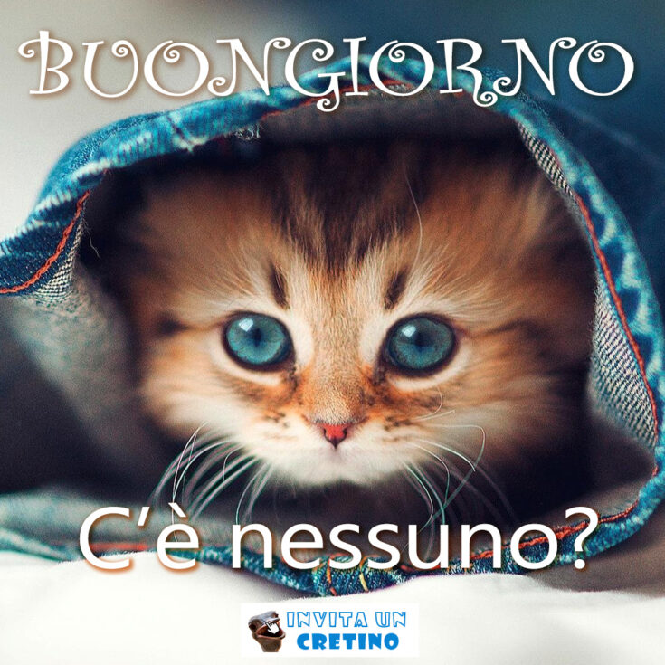 buongiorno c'è nessuno gattino