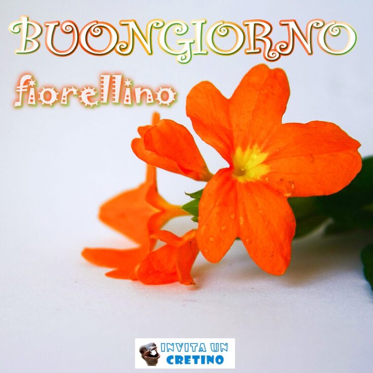 buongiorno fiorellino