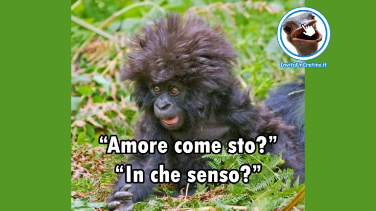 foto con dialogo divertente - amore come sto in che senso