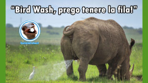 foto divertenti bird wash rinoceronte fila