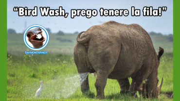 foto divertenti bird wash rinoceronte fila
