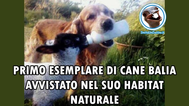 foto divertenti cane balia habitat naturale