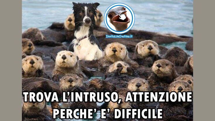 foto divertenti cane intruso tra castori