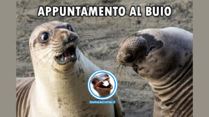 foto divertenti foca appuntamento al buio