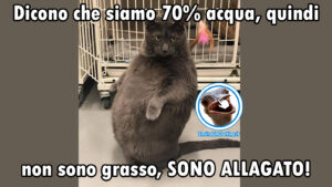 foto divertenti gatto grasso allagato