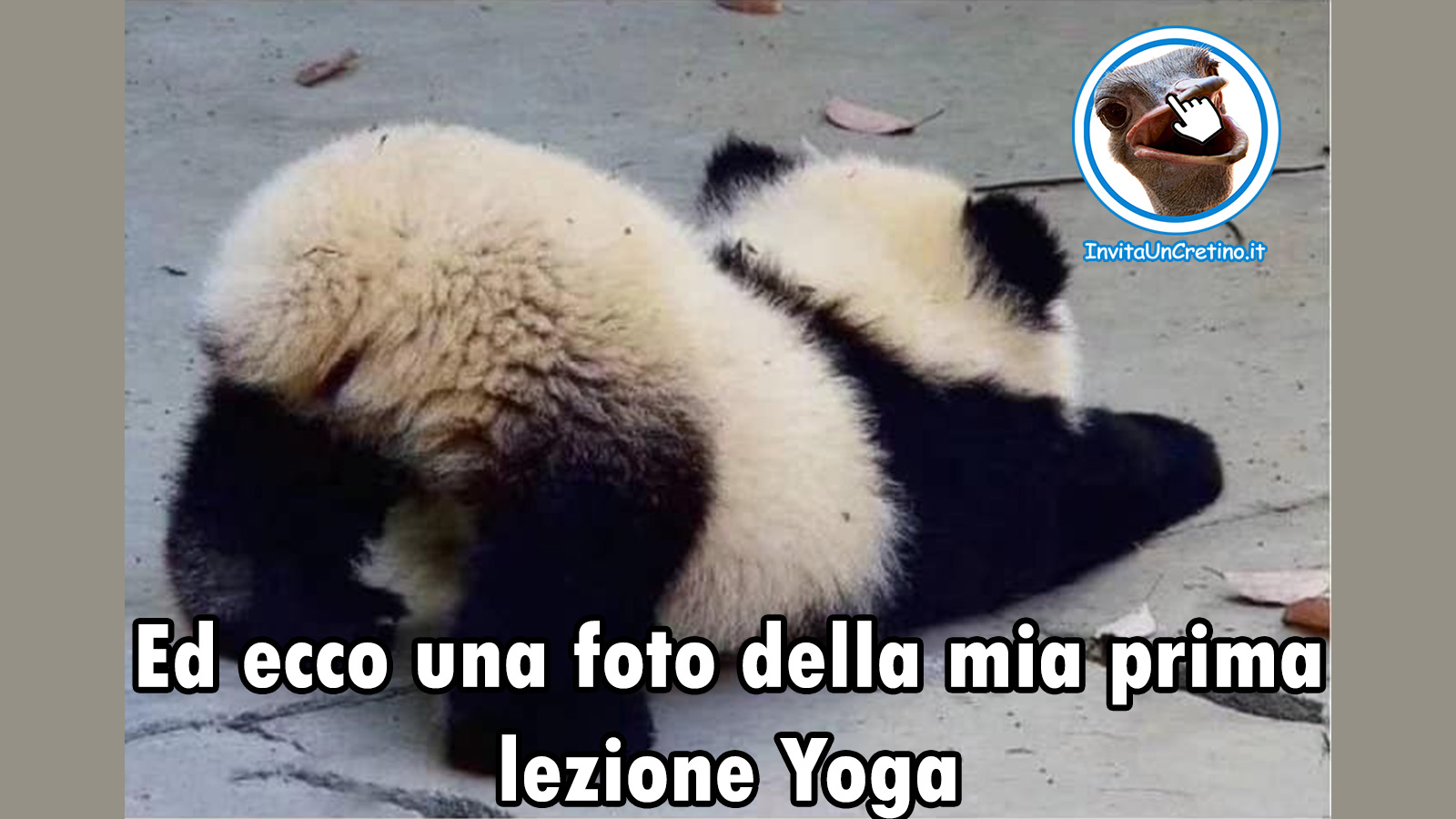 foto divertenti panda prima lezione yoga