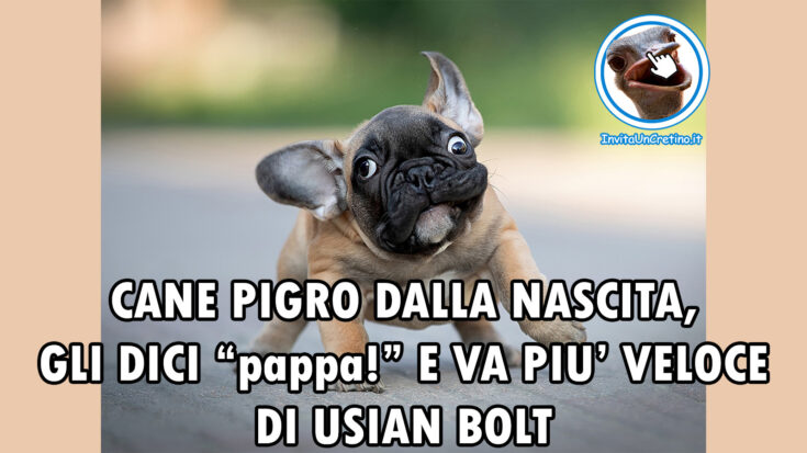 foto divertenti pappa cane va piu veloce usian bolt