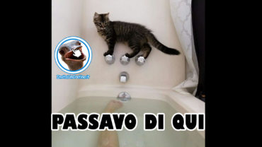 gatto impiccione vasca da bagno passavo di qui divertente