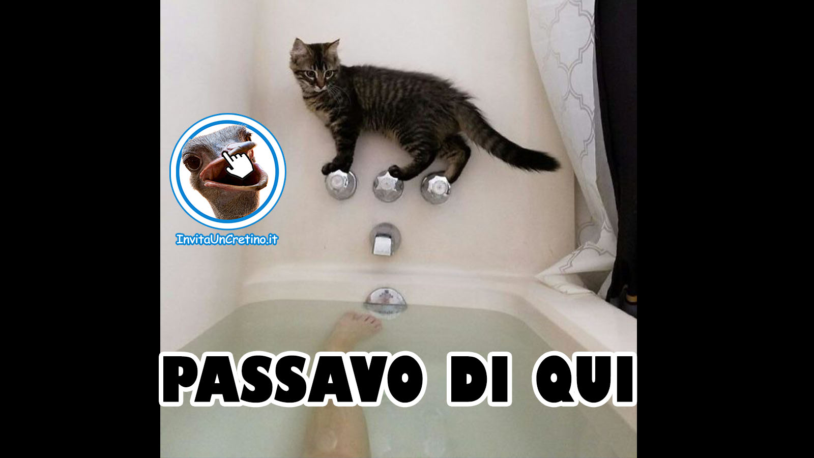 gatto impiccione vasca da bagno passavo di qui divertente