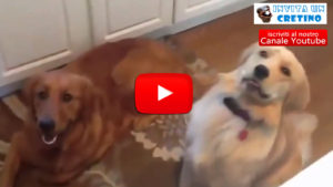 video compilation cani divertenti pazzi