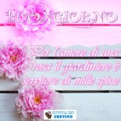 buongiorno per amore rosa giardiniere servitore delle spine