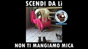 foto divertenti gattini cane scendi non ti mangiamo