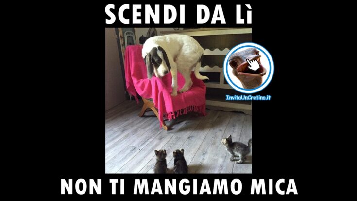 foto divertenti gattini cane scendi non ti mangiamo