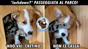 foto divertenti lockdown passeggiata al parco con il cane