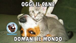 foto gatti e cani divertenti oggi il cane domani il mondo