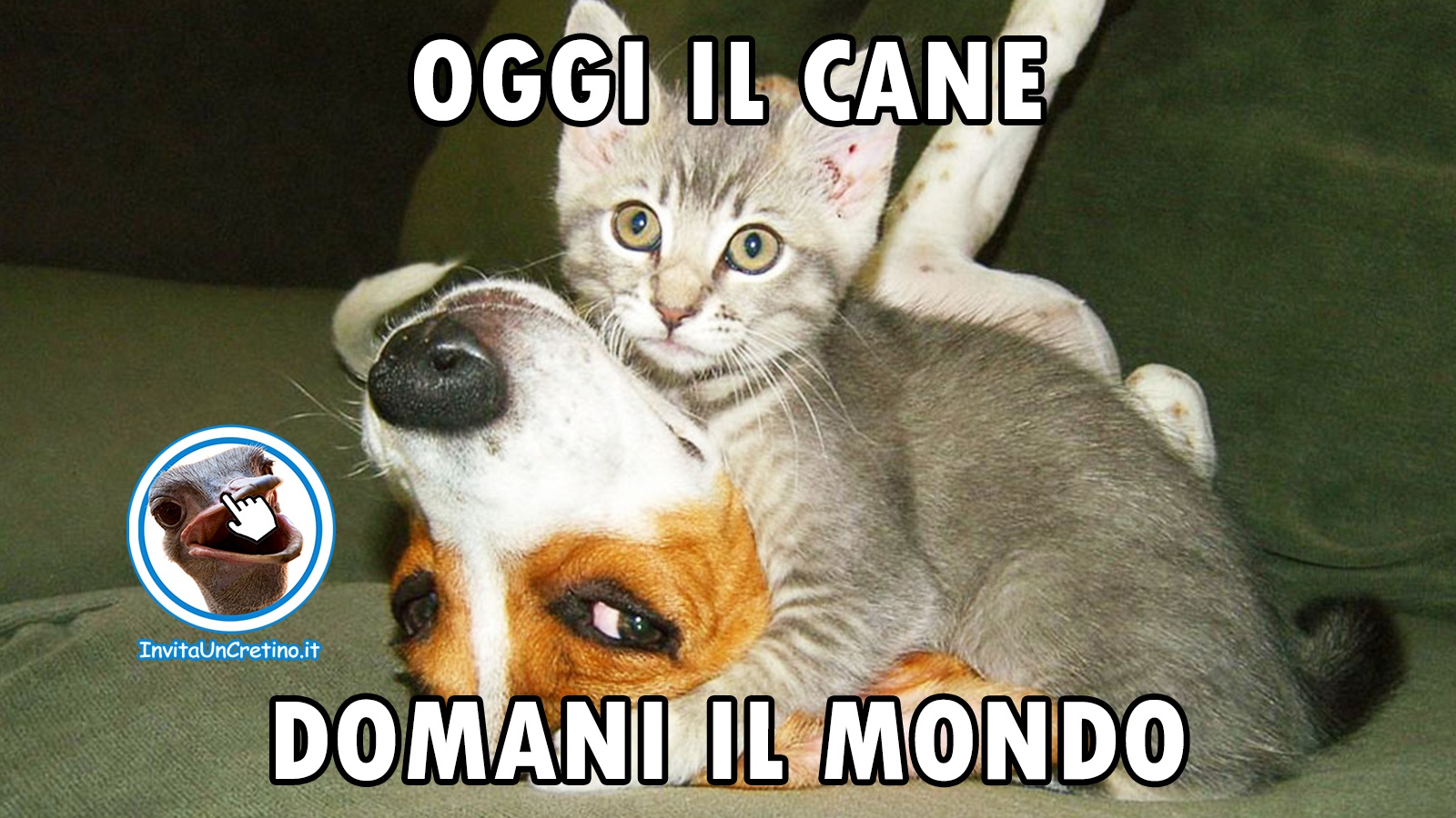 foto gatti e cani divertenti oggi il cane domani il mondo