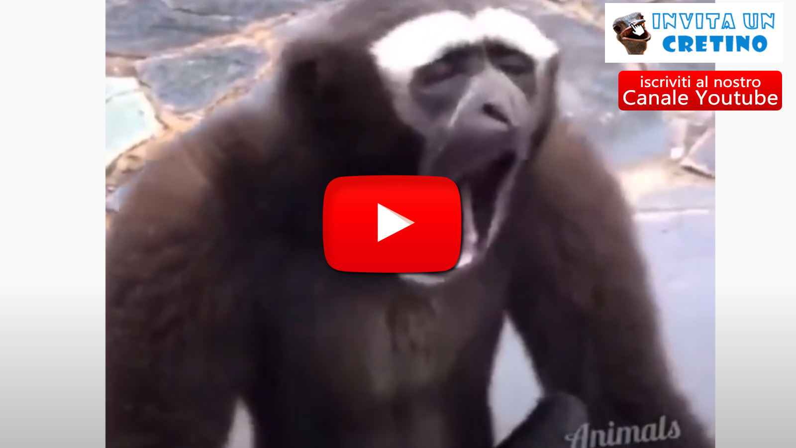 video animali divertenti tenerissimi che fanno ridere