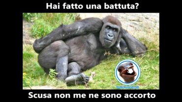 foto divertenti battuta di carlo verdone scimmia