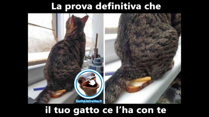 foto divertenti gatto dispettoso