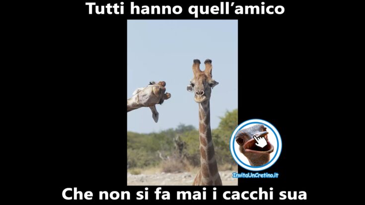 foto divertenti giraffe amico impiccione