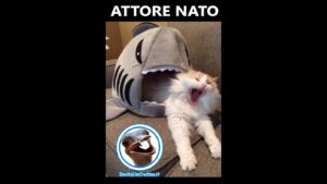 attore nato foto divertenti