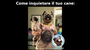 come inquietare il tuo cane foto divertenti