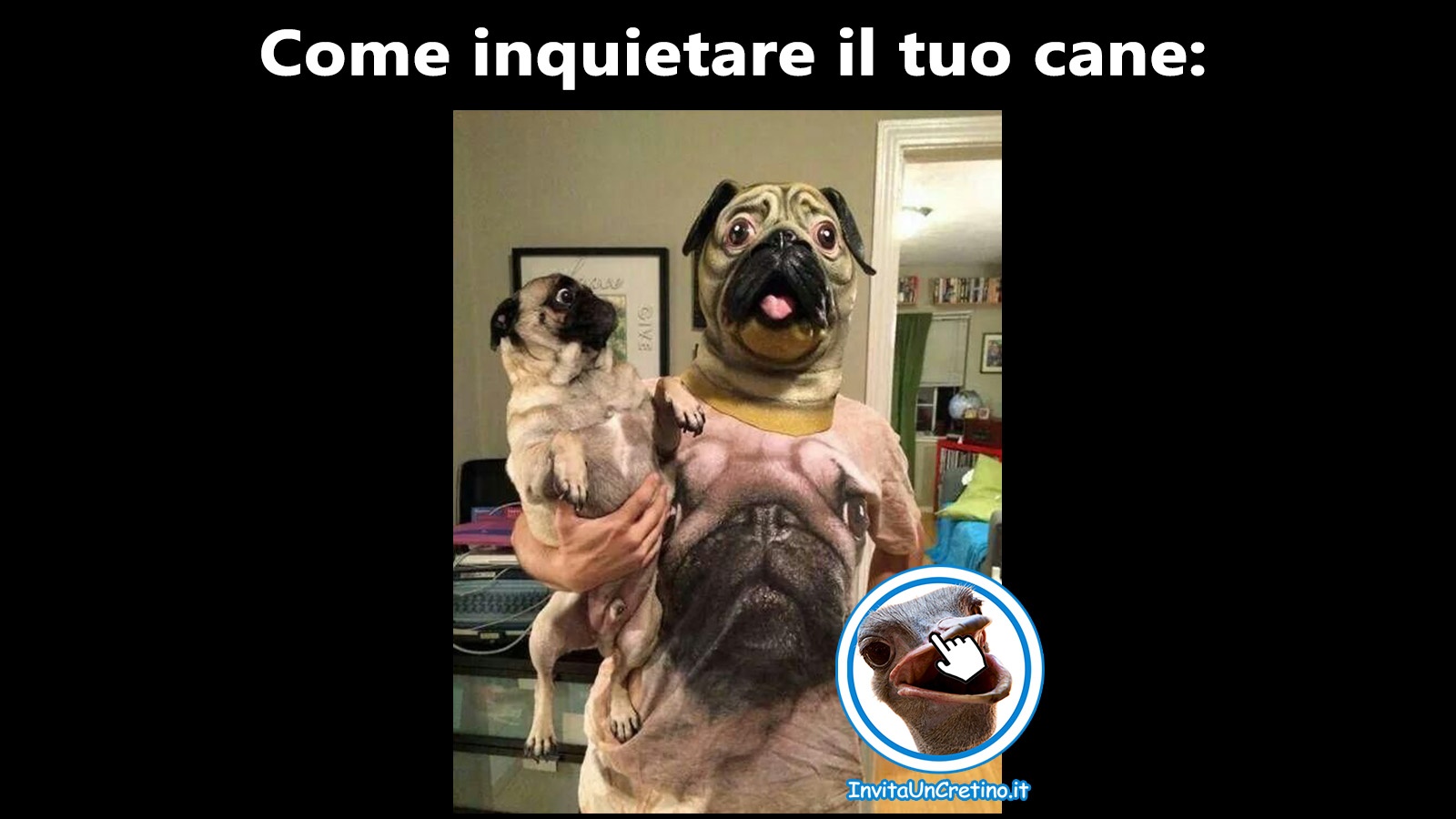 come inquietare il tuo cane foto divertenti