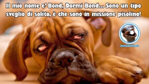 foto divertenti dormi bond missione pisolino