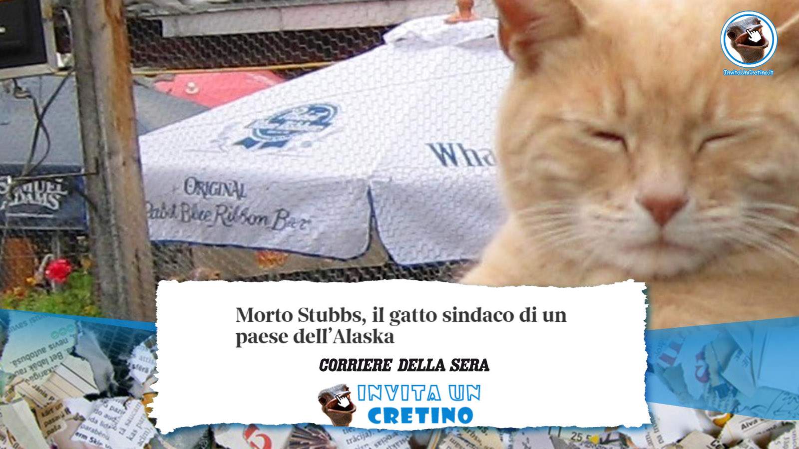 morto stubbs il gatto sindaco in alaska notizie divertenti corriere della sera