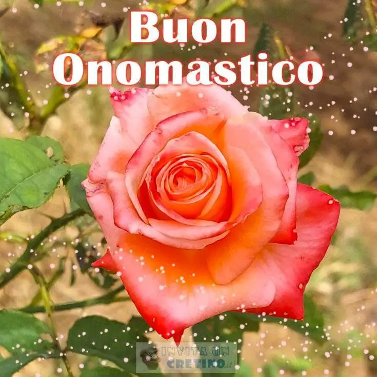 buon onomastico fiori con rosa nel campo
