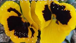 buon onomastico fiori gialli viola del pensiero